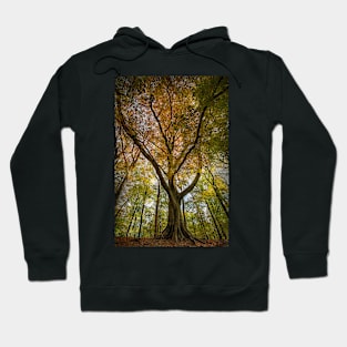 Beech Trees Hoodie